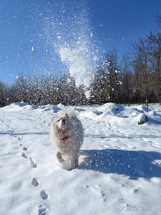 好像来到了雪乡👏_狗