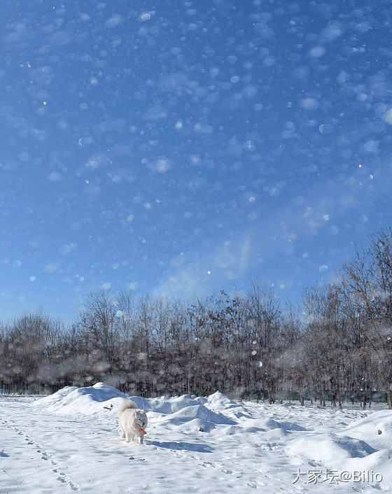 好像来到了雪乡👏_狗