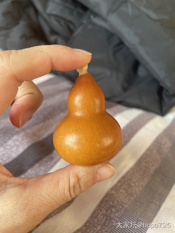 晒晒小葫芦！_葫芦