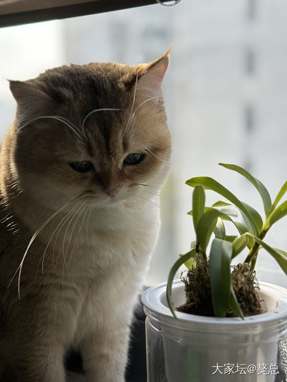 脑袋大脖子粗 不是大款就是小猪_猫