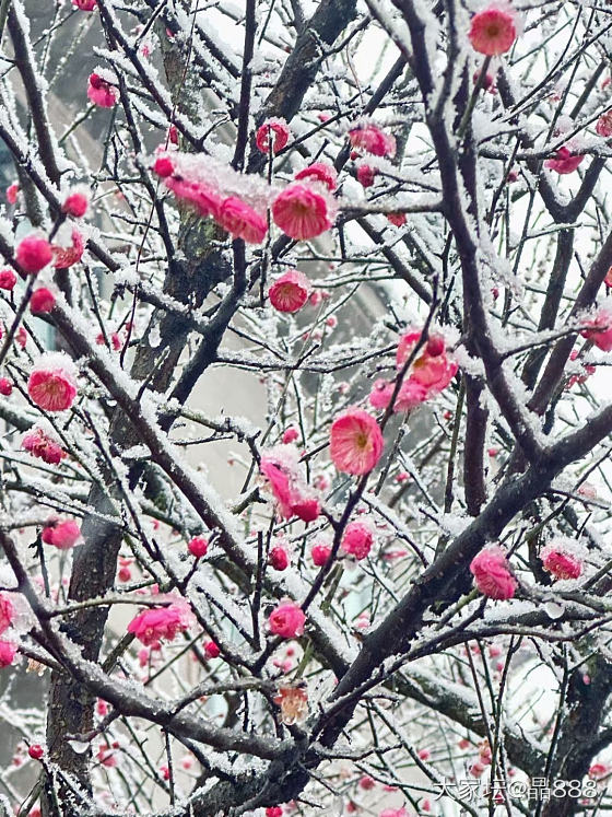 很多年没有下过这么大的雪了。_景色