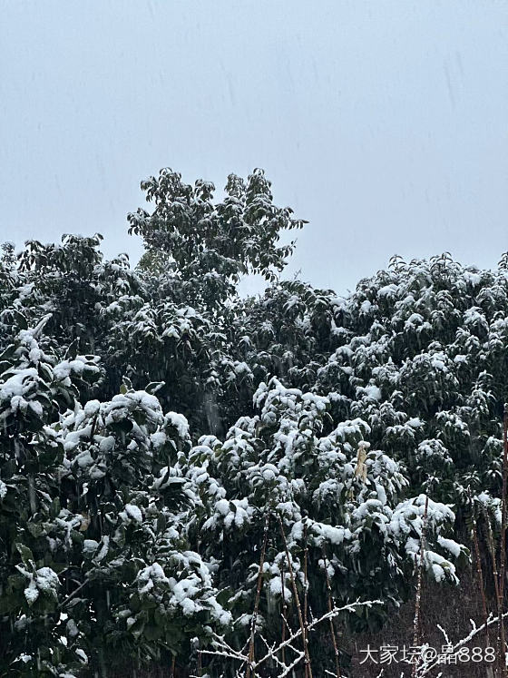 很多年没有下过这么大的雪了。_景色