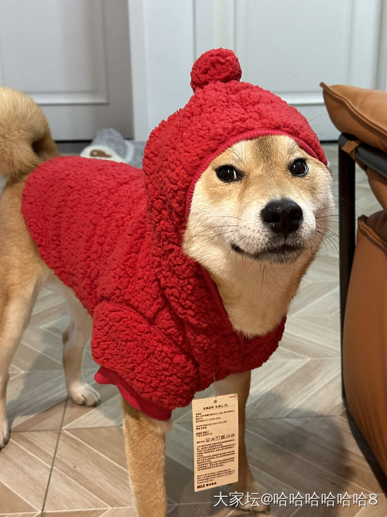 求帮顶，有没姐妹想要柴犬的路路通啊！_金