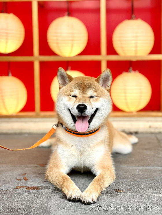 求帮顶，有没姐妹想要柴犬的路路通啊！_金