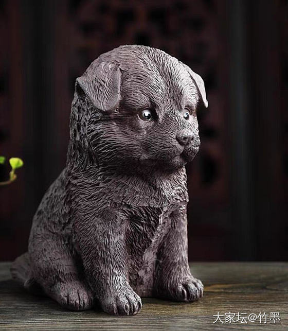 求帮顶，有没姐妹想要柴犬的路路通啊！_金