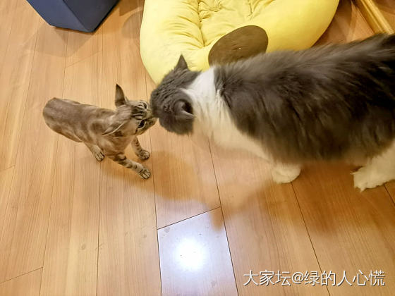 离异貌美带6娃_狗猫