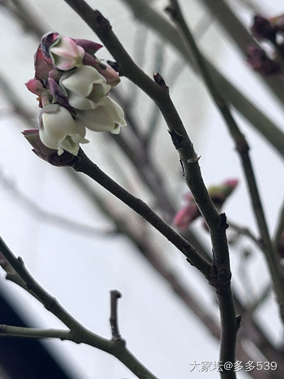 蓝莓🫐开花咯，是不是代表今年有可能吃到自己种的蓝莓_植物