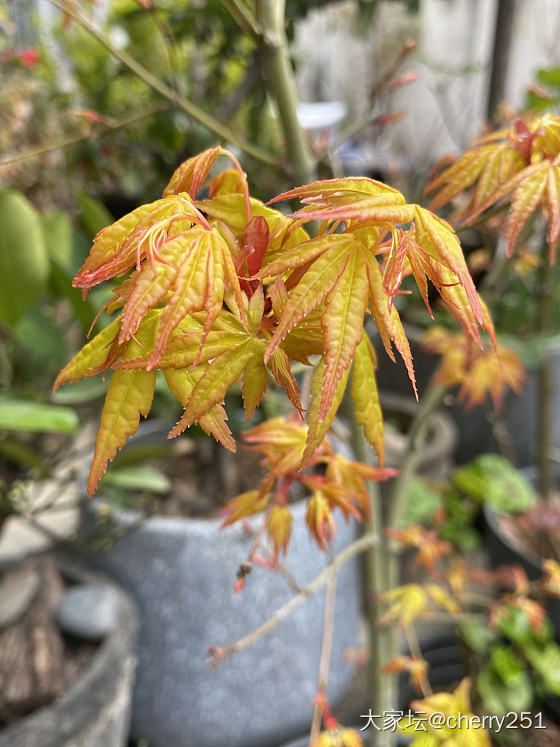 元宵节快乐呀！_节日