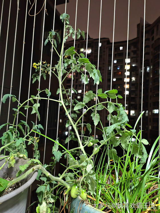 阳台种小番茄，结果啦_植物闲聊