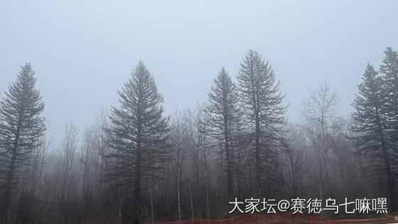 昨晚雾很大，今天还是灰蒙蒙的，不出门做包子吃_美食