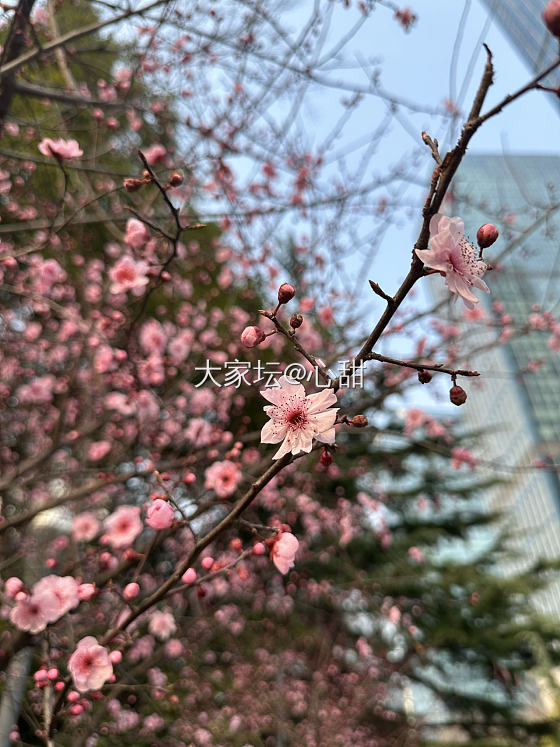 春到，戴上旧爱，迎接万物复苏。_蓝宝石金