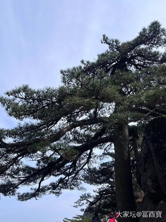 黄山一日游
祝女神们：节日快乐_旅游