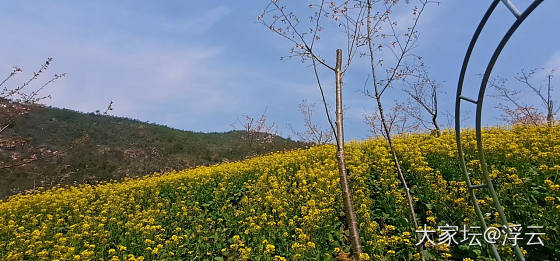 第一次买门票去看樱花_花