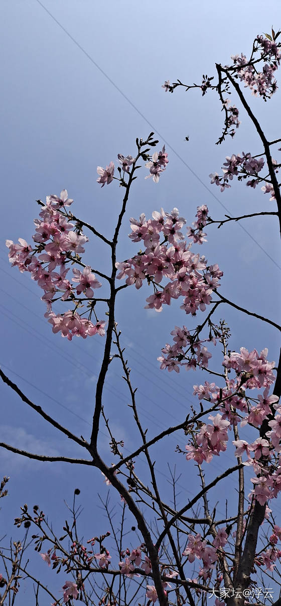 第一次买门票去看樱花_花