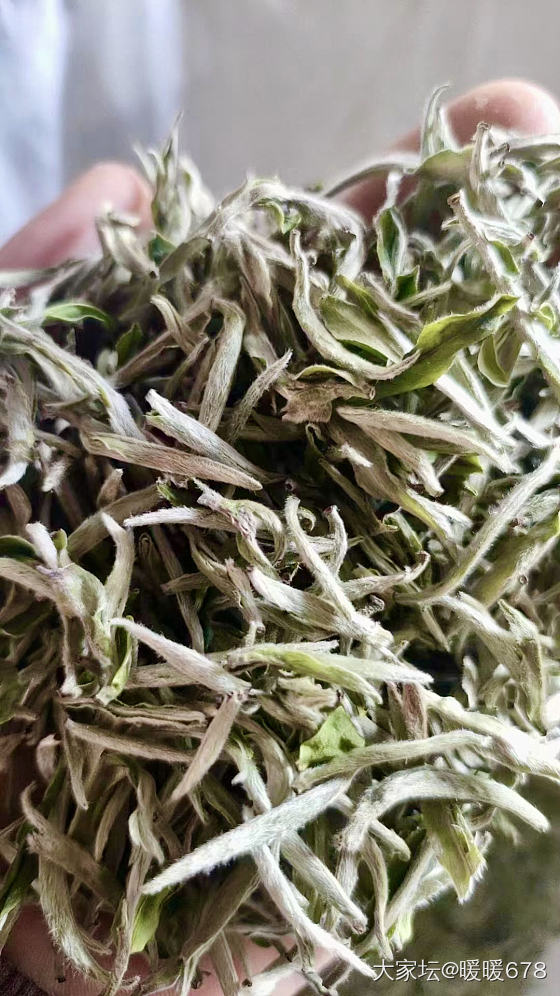 白豪银针头采到啦_茶道