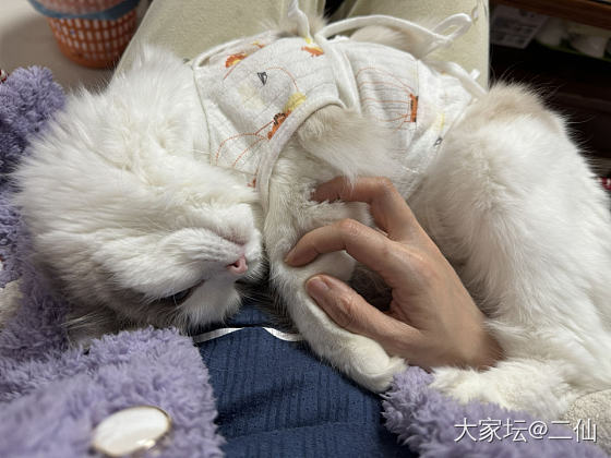 世界破破烂烂 还好有你缝缝补补 新手养猫爱惨了_猫