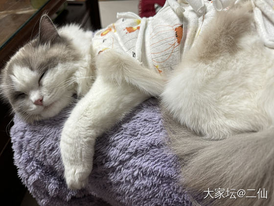 世界破破烂烂 还好有你缝缝补补 新手养猫爱惨了_猫