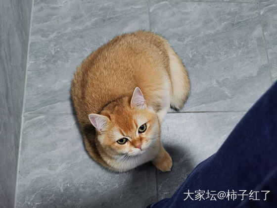 厕所搭子_猫