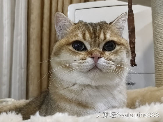 看到逗猫棒的前后对比照_猫宠物