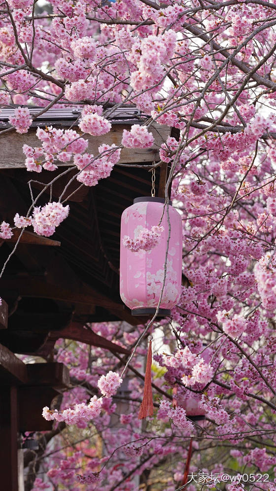 鼋头渚赏樱🌸_旅游闲聊