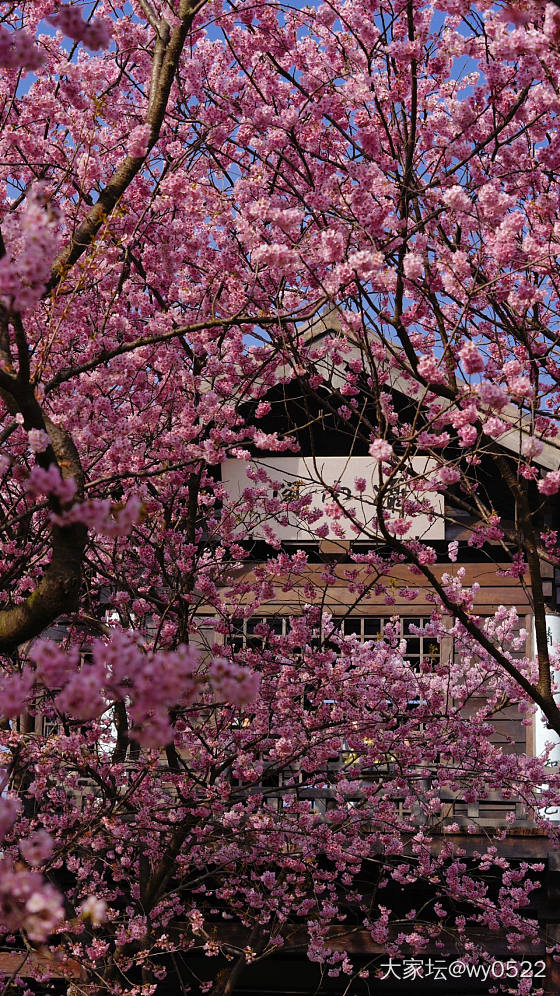 鼋头渚赏樱🌸_旅游闲聊