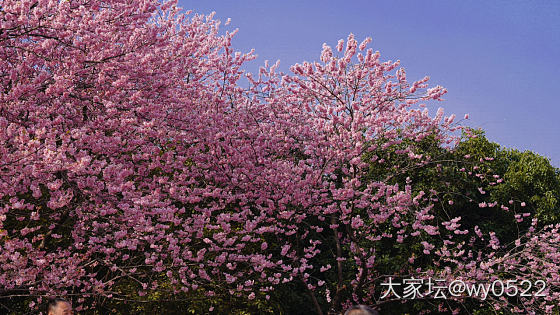 鼋头渚赏樱🌸_旅游闲聊