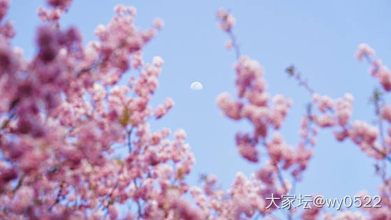 鼋头渚赏樱🌸_旅游闲聊