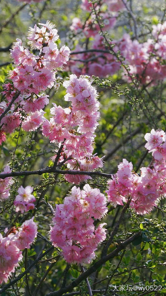 鼋头渚赏樱🌸_旅游闲聊