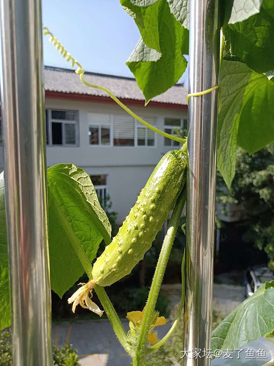 飘窗上长出了黄瓜_植物