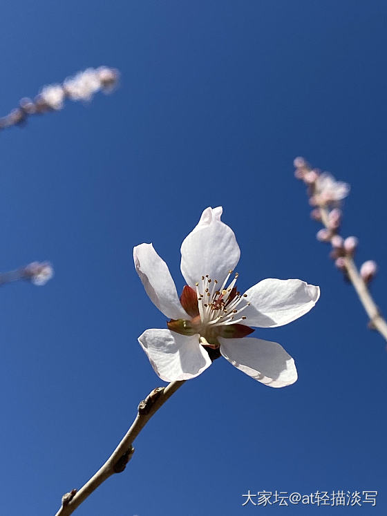 春天来了_花