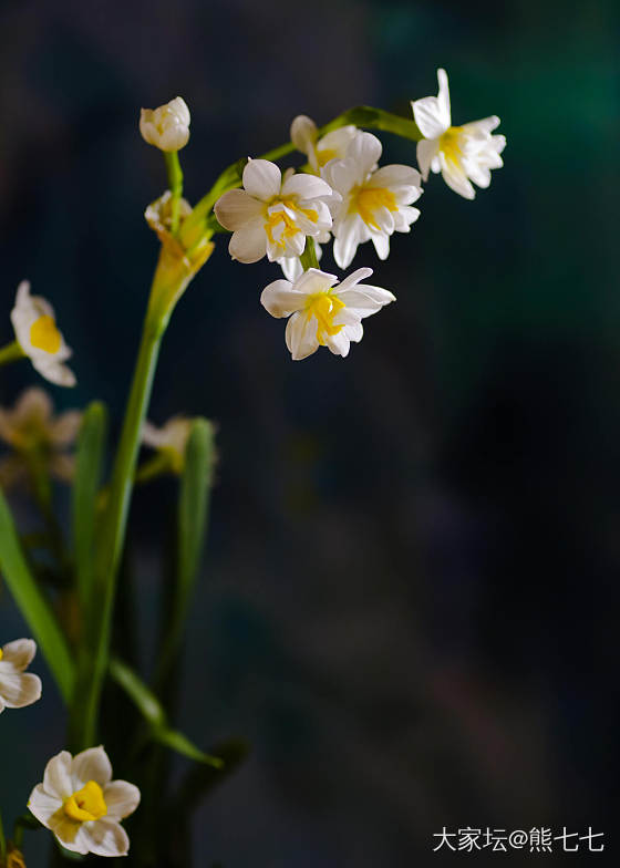 水仙花_花