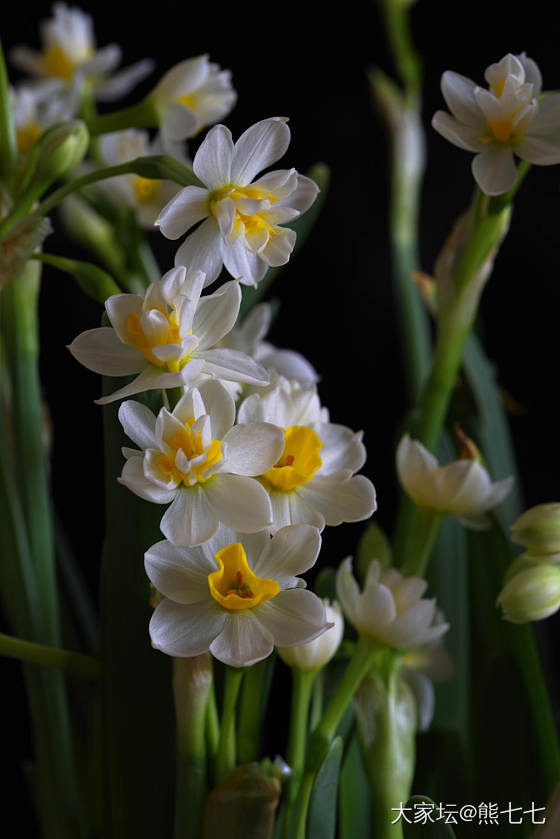 水仙花_花