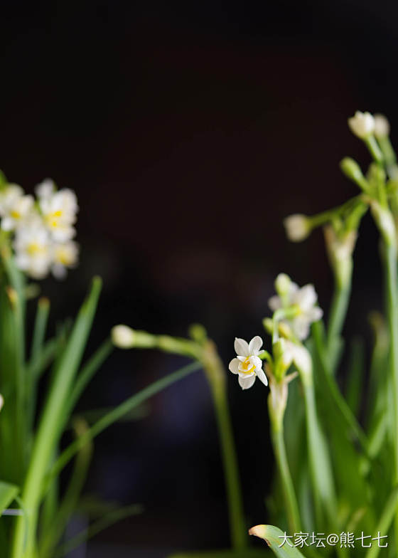 水仙花_花