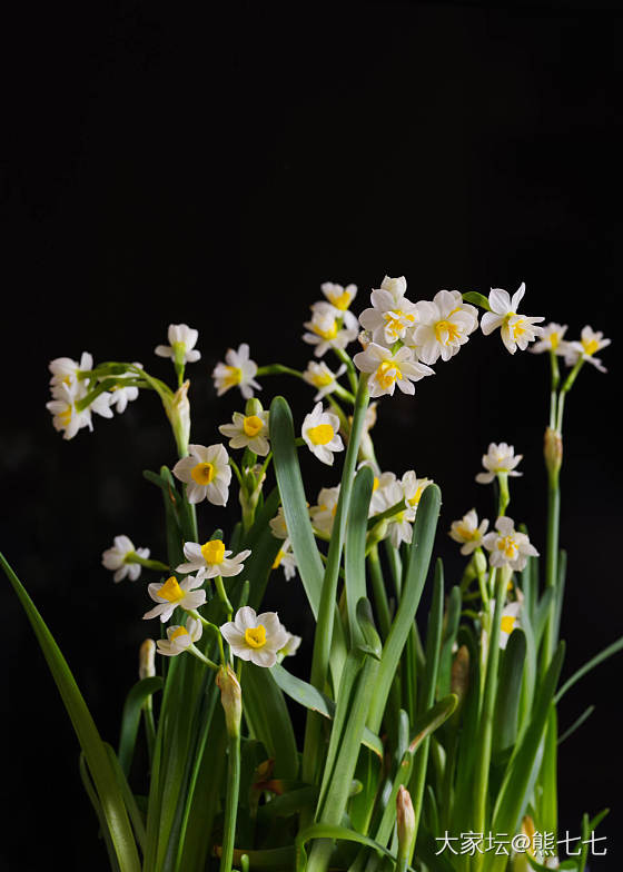 水仙花_花