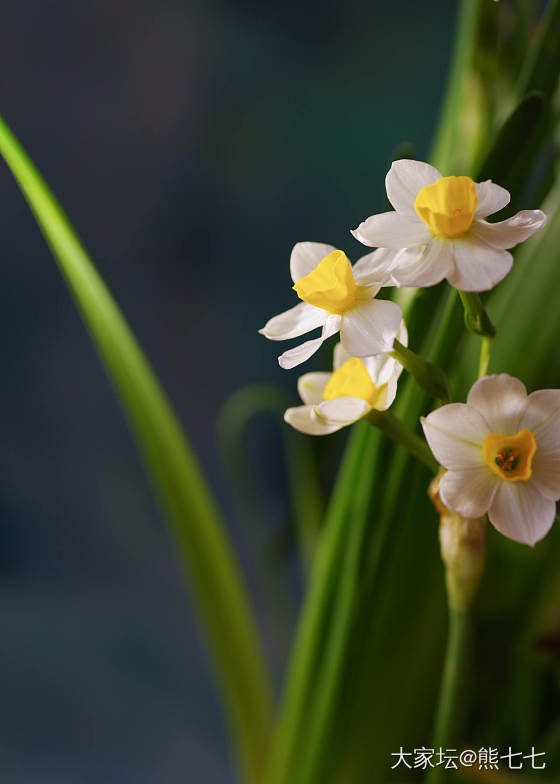 水仙花_花