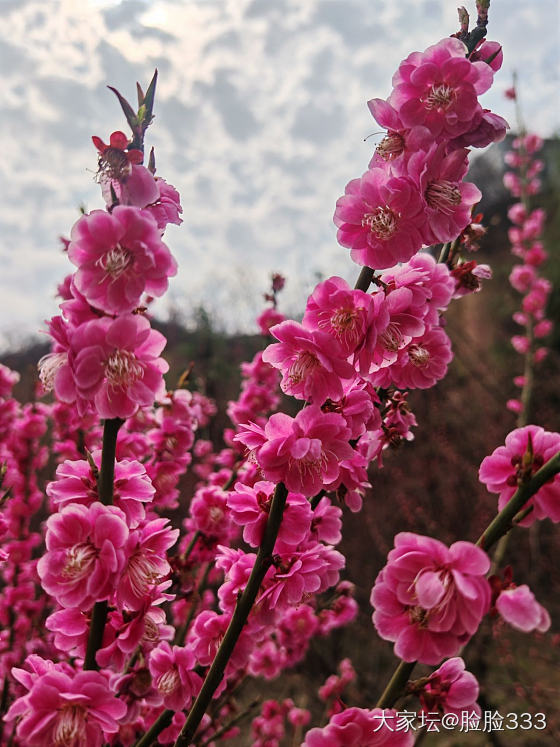 早春的花儿们_花