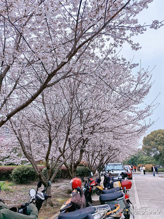 校园春日_景色