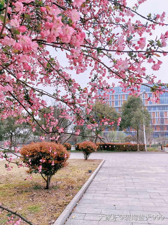 校园春日_景色