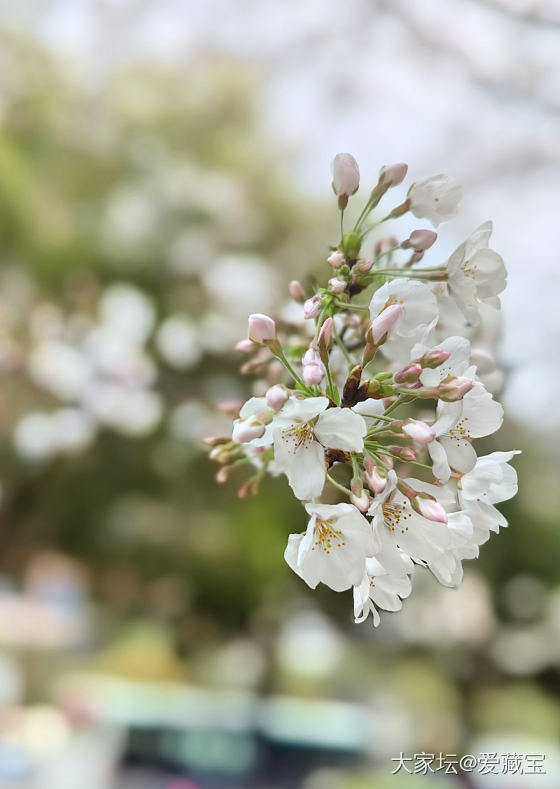 春天🌸会来_花