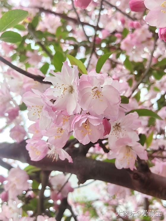 春天🌸会来_花