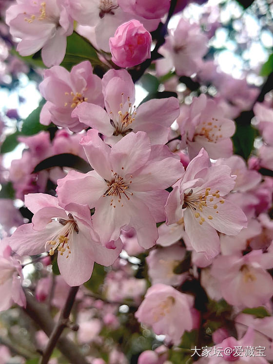 春天🌸会来_花