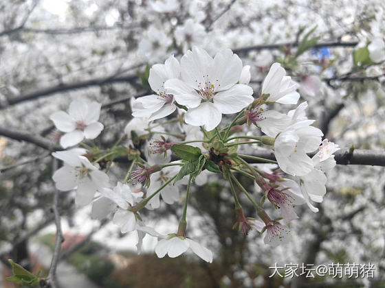 🌸樱花与蜜金小锁_花金