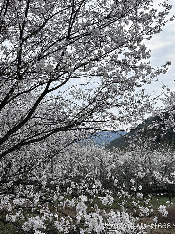 春天刚刚好 樱花绽放时_景色旅游