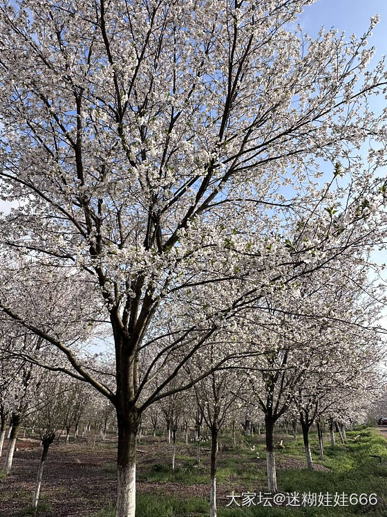 春天刚刚好 樱花绽放时_景色旅游