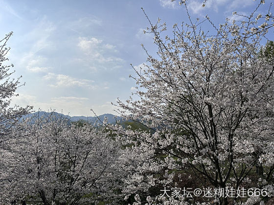 春天刚刚好 樱花绽放时_景色旅游