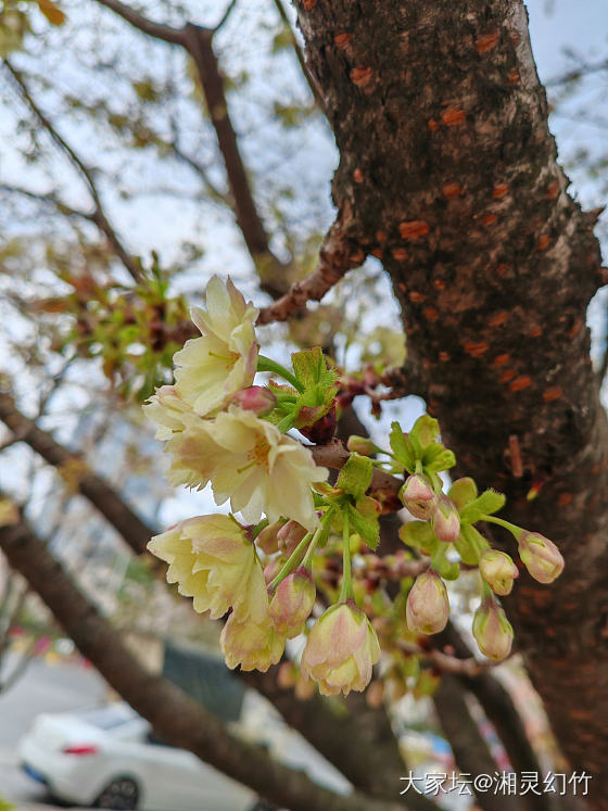 这是绿色樱花🌸吗？_花