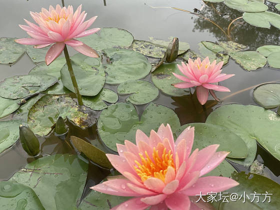 寻玉兰花不遇_花