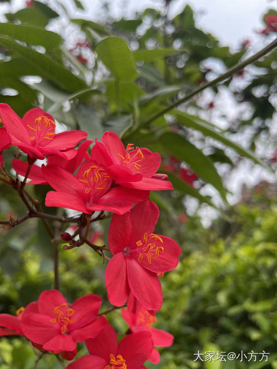 寻玉兰花不遇_花