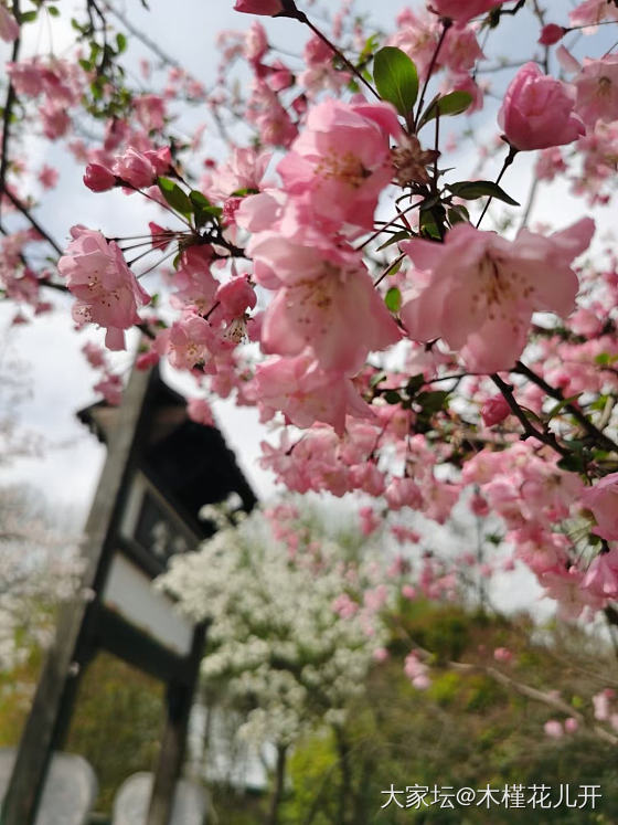 春天太美了_花