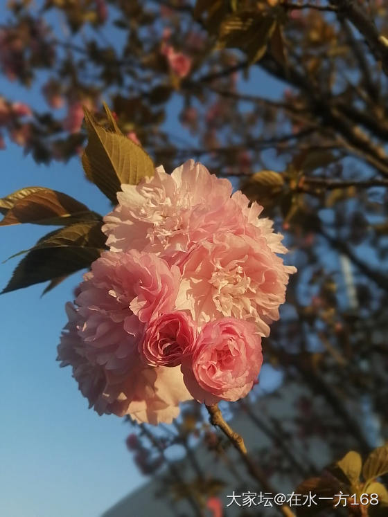 樱花_花